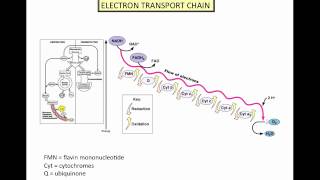 Microbial Metabolism  Part 2mp4 [upl. by Sherfield]