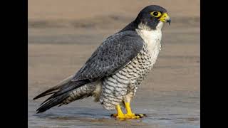 Peregrine Falcon sound [upl. by Fellows]