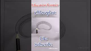 How to Draw Chloroplasts  The photosynthesis organ in plants [upl. by Cicero]