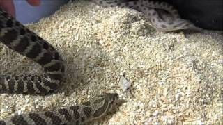 Adult Western Hognose Snakes [upl. by Merp653]