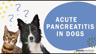 FAQ What causes acute pancreatitis in dogs [upl. by Rasecoiluj]