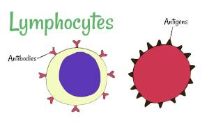 Cell Defence Lymphocytes and Phagocytes [upl. by Yereffej44]