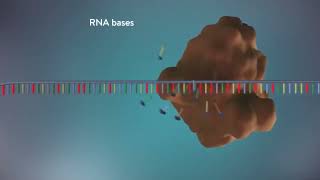 DNA replication 3D Animation for Students Semiconservative Method of DNA replication [upl. by Atnas]