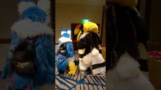 Megaplex 2024 Tail Wag Tuesday tailwagtuesday raycharles bluesbrothers dance furry tiktok [upl. by Laroc]