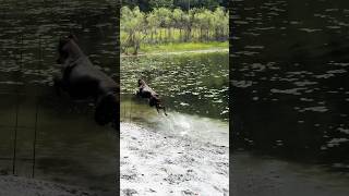 Ten year old Doberman Freya loves leaping into the water [upl. by Minni]