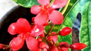 Red Jatropha Vine🍀 Shorts  How to Grow Jatropha Plant at home  Nettlespurges Seasonal Gardening [upl. by Wolsky]