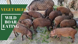 Wild Boar Eating Vegetables Ep 11  Wild Boar Eating Sound  Wild Boar Farming [upl. by Niattirb457]