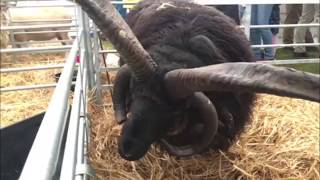 Is this the weirdest animal at the Royal Norfolk Show [upl. by Wei802]