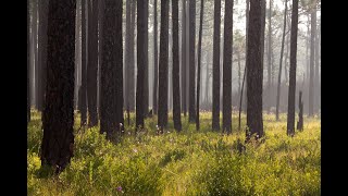 The Longleaf Pine Ecosystem [upl. by Enyaw488]