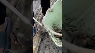 The process of catching mud crabs in crab ponds [upl. by Idelle729]