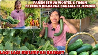 PANEN SEMUA WORTEL DAN TIMUN DI KEBUN KELUARGA BAHAGIA DI JERMAN [upl. by Wetzell]