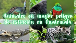 Los 8 animales en mayor peligro de extinción en Guatemala 2023 [upl. by Eidnam]