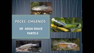 Peces de Agua Dulce Chilenos 2da Parte [upl. by Nilo]