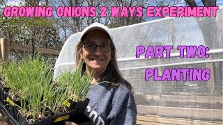 Onion Experiment Part Two⭐️⭐️Planting pottingsoilseedmix garden [upl. by Rumilly]