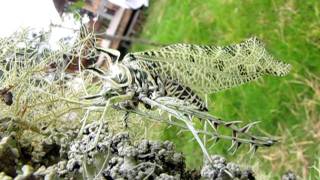 Amazing lichen mimicking katydid at Mount Totumas Cloud Forest Panama [upl. by Eteragram]