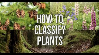 How Can You Classify Plants [upl. by Mariana]