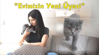 Evimizin Yeni Üyesi  LYRA Kedimiz  Scottish Fold [upl. by Otreblanauj]