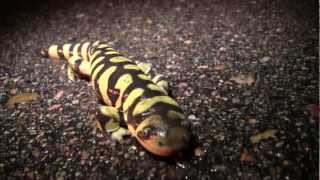 Metamorphosis Amphibian Nature Documentary [upl. by Dray109]