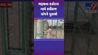 ભરૂચના કડોદરા ગામે કપીરાજ પાંજરે પુરાયો  bharuch tv9gujarati shorts [upl. by Esilrac]