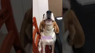 ¡¡¡ Tienes que saber ésto de los Beagles beagles doglover pets cachorro mascotas memes [upl. by Mohamed]