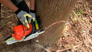 How to Fell a Tree with a Chainsaw [upl. by Marjory]