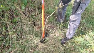 Extracting of Ailanthus altissima ZavodTerraRossa [upl. by Gibbon]