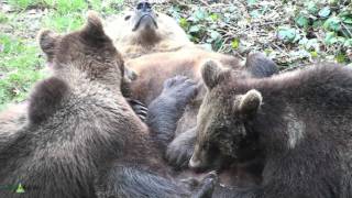 Nationalpark Bayer Wald BärenMilch ist doch die beste [upl. by Newcomb855]