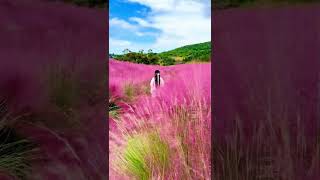 Pink Muhly Grass，Cloud Grass [upl. by Eicul]