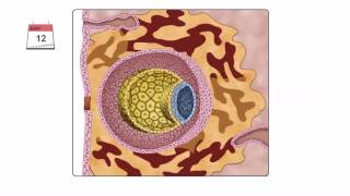 General Embryology  Detailed Animation On Second Week Of Development [upl. by Jamilla]