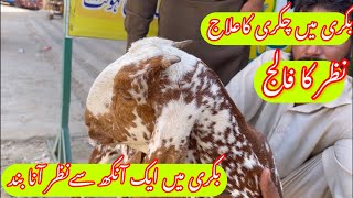 Listeriosis in Goat  Dr Mohsin [upl. by Arodal]