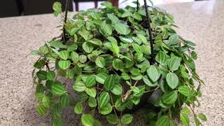 PEPEROMIA BEETLE PLANT CARE  DONNA JOSHI [upl. by Ocirled976]