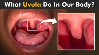 Functions Of Uvula In Human Body  How Uvula Works [upl. by Odnalra573]