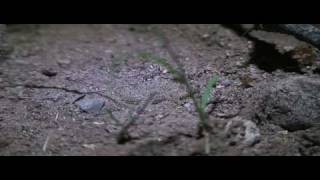 Army ants foraging [upl. by Faucher]