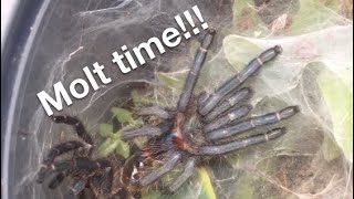 Dolichothele diamantinensis molting time lapse [upl. by Gilmour]