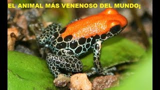 Documental Rana dardo  Rana vs Tarantula¡¡ [upl. by Brit]