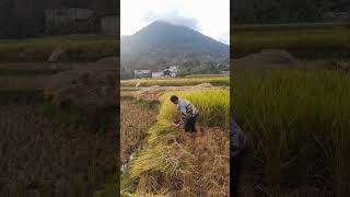 Paddy harvesting in cinari okt14 farming agriculture [upl. by Rufford]