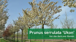 Prunus serrulata Ukon  Van den Berk over Bomen [upl. by Anauqcaj]