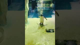 Penguins in the National SEA LIFE CENTRE Birmingham 🐧🌊birmingham penguin [upl. by Kellby]