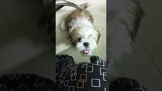 shih Tzu puppy🐕 barking video shortsvideo dogbreed [upl. by Neirda]