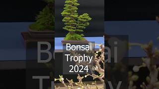 Preparing the Bonsai Trophy in Genk [upl. by Noslen]