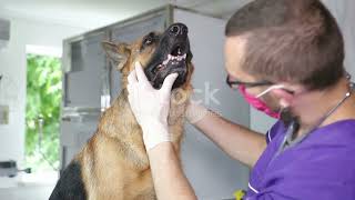 Common Diseases in German Shepherds A C [upl. by Todd]