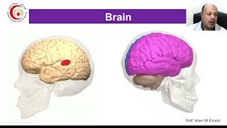 04 Cerebral hemisphere Brain sulci gyri amp cortical areas [upl. by Sisely479]