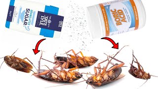 How To Kill Cockroaches With Boric Acid and Sugar [upl. by Eicnarf]