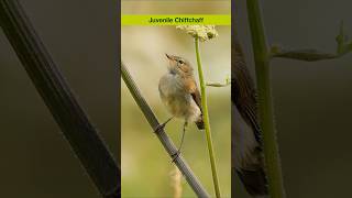 The Chiffchaffs call and song  Bird sounds shorts [upl. by Irik]