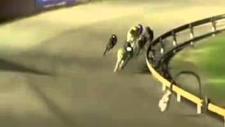 BIGGEST GREYHOUND COMEBACK OF ALL TIME [upl. by Konstantine602]