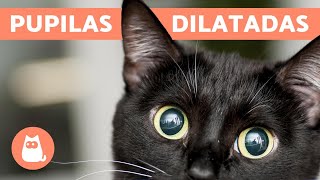 ¿Por qué mi GATO tiene las PUPILAS DILATADAS  CAUSAS más comunes [upl. by Eussoj]