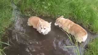 Corgis in the Stream [upl. by Koenig]