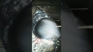 pigeon birds pets love attitude fancykabutar ytshorts shortsvideo [upl. by Gilpin]