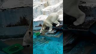 Why Does The Bear Behave Like This 😱 animals ytshorts facts shorts [upl. by Osmund400]