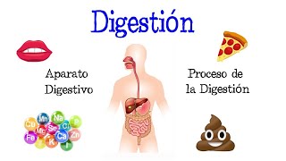 🍎 La Digestión y su Proceso Aparato Digestivo 💩 Fácil y Rápido  BIOLOGÍA [upl. by Salomie]